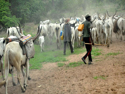 Enugu State Government approves N100 million for local security over Herdsmen attack