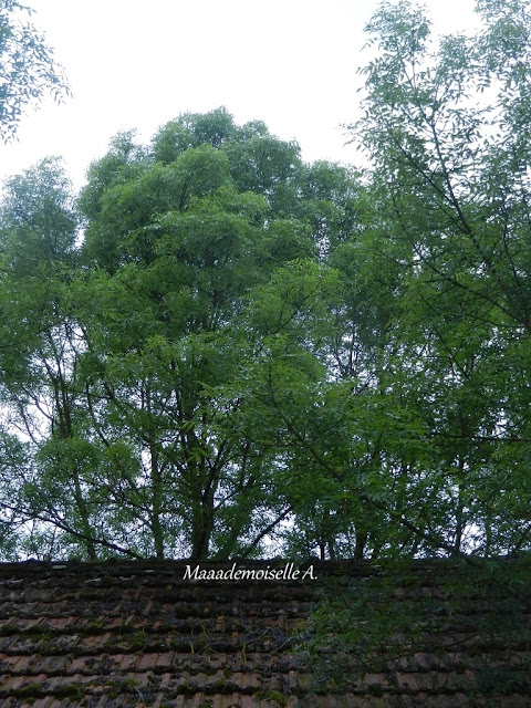 France - Centre - Cher - Arbres