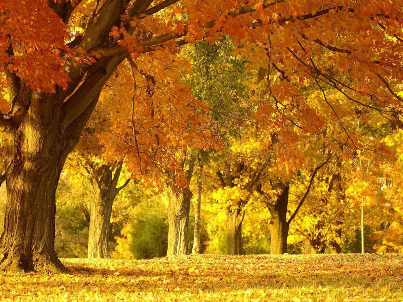 Beautiful+Autumn+Scenery+Wallpapers+04