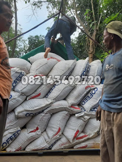 konsentrat sapi jawa timur, jual konsentrat sapi potong