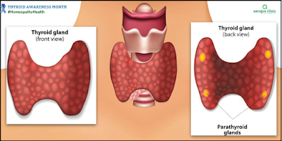 Thyroid | Homeopathy For Thyroid Disorders In India