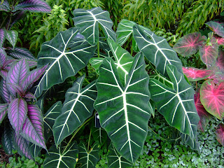 13 macam Alocasia Cantik yang Akan Mencuri Hatimu, alocasia micholitziana frydek