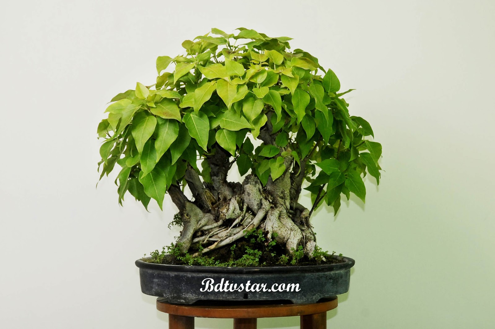 bonsai tree photos