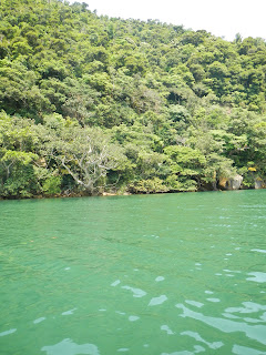 Turquoise river with mangroves and forest behind