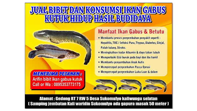 Manfaat Ikan Gabus Untuk Penderita Diabetes