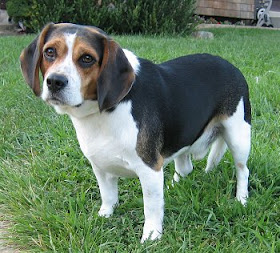 Beagle Dog Pictures and Wallpapers