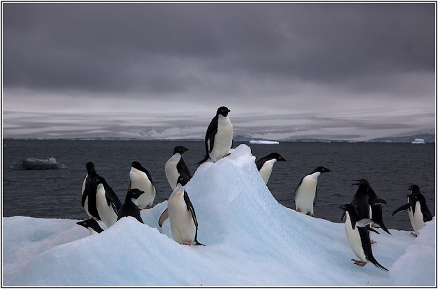 Las 19 especies de pingüinos en el mundo 