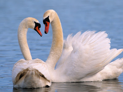 Swan Kissing Wallpaper