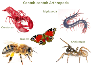 Arthropoda: Ciri - Ciri Umum Arthropoda