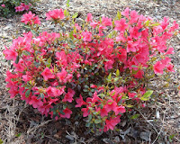 Autumn Embers Encore Azalea7