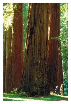 Redwood Forest