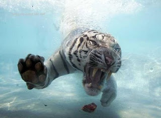 tiger eating water