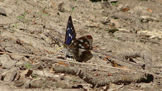 Apatura iris (male) DSC56772