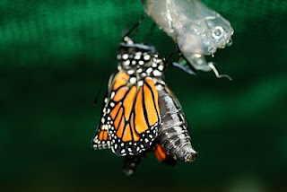 monarch right after hatching