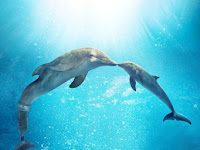 Download Dolphin Tale 2 2014 Full Movie With English Subtitles