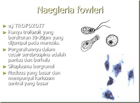 KOLEKSI TUGASAN: PARASITOLOGI-ENTAMOEBA HISTOLYTICA 