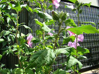 Rosa de Siria o altea "pájaro azul" (Hibiscus syriacus 'Oiseau bleu').