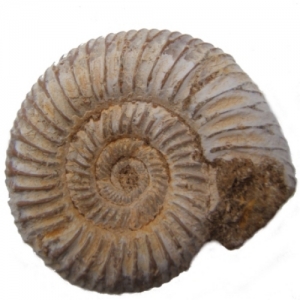 Fossils Ammnonite