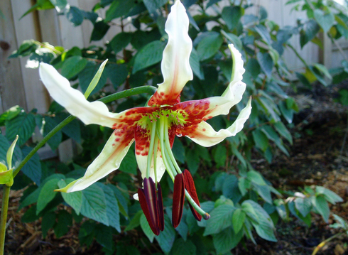 Лилия прекрасная разновидность глориозовидная (Lilium speciosum var. gloriosoides)