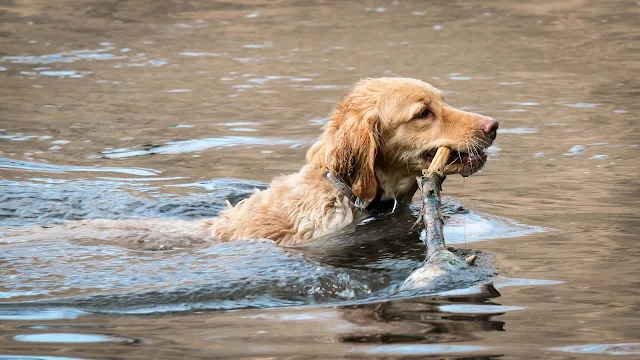 Golden retriever puppies 