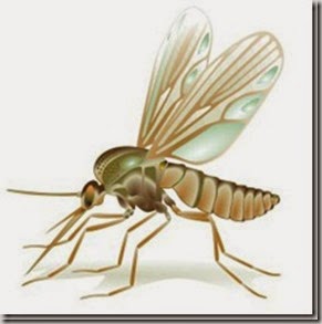 leishmaniosi cane