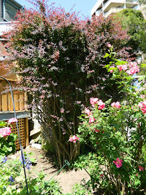 Berberis thunbergii (Japanese Barberry) in a Toronto garden by garden muses--not another Toronto gardening blog