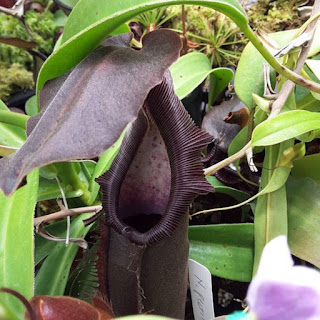 Nepenthes Bongso Papa Mosca Onde Comprar