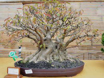 Bonsai Pohon Bulu