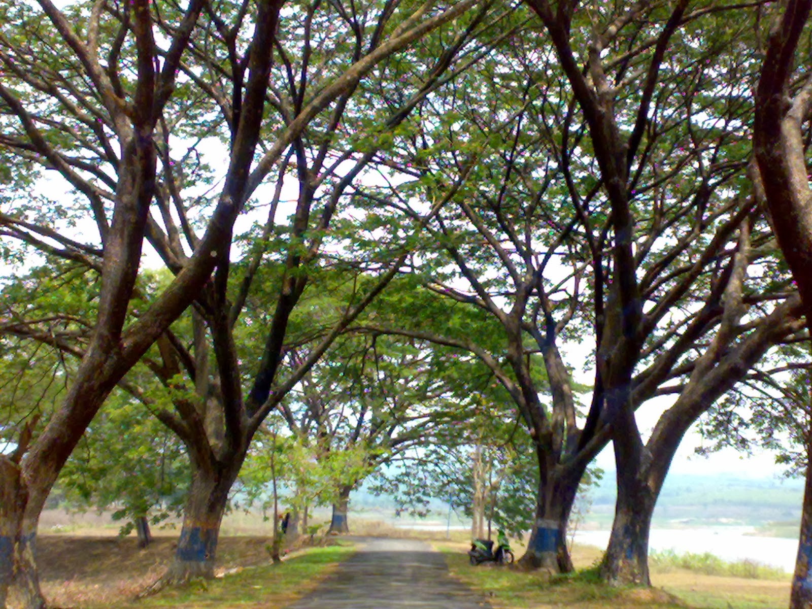  POHON TREMBESI  TUKANG TANAMAN POHON  PELINDUNG TUKANG 