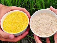 Philippines approves GMO 'golden rice' for commercial production.