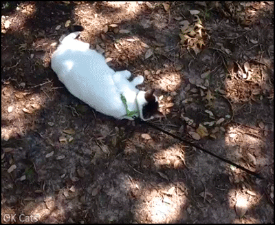 Funny Cat GIF • When bae takes the cat for a little walk. “Honey I told you it was a bad idea!” [ok-cats.com]