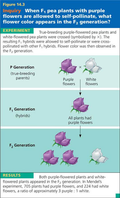 gene+ii.jpg (484×800)