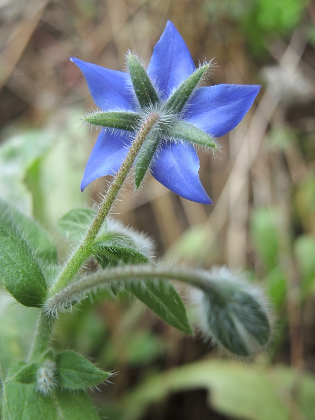 In mijn tuintje: een strookje bloemenmengsel