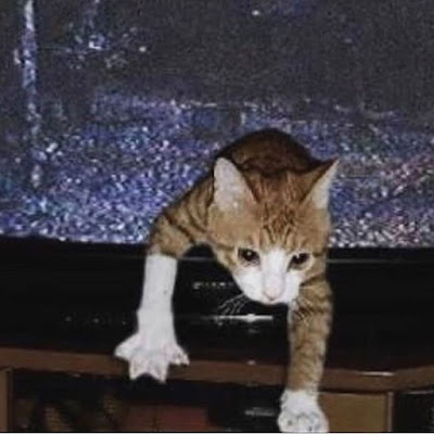 Cursed Cat Photos