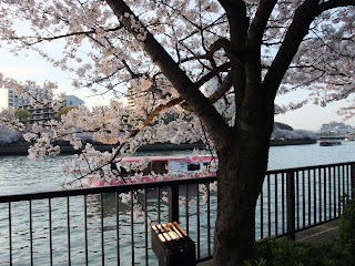 大川の遊覧船と桜