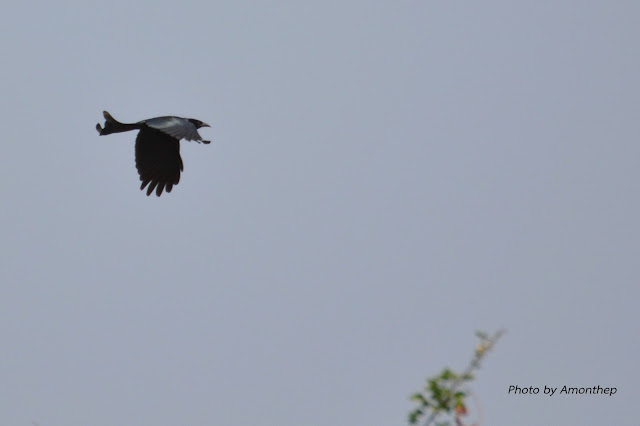 Hair-crested Drongo