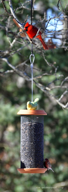 Recycled Bird Feeder