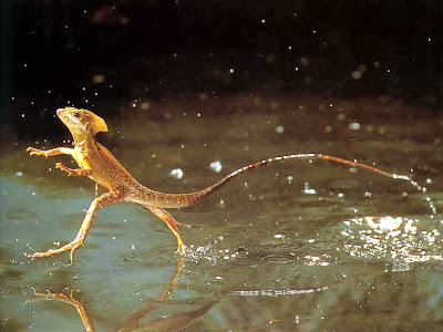 The Jesus Christ lizard