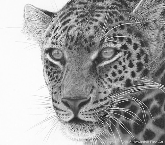 Realistic Animal Drawings: November 2013