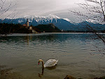 Mute Swans