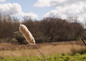 one fine day in Norfolk springtime