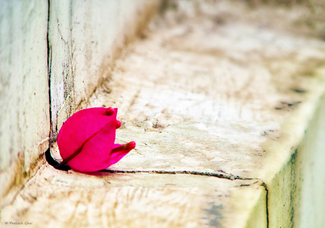 A Minimalist Photo of a Pink bougainvillea flower stuck in the crack of a wall.