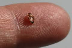 eliminate bed bugs