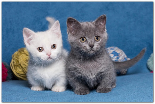 Free Kittens in Denton, Texas for Adoption