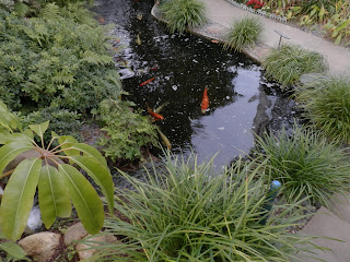 Koi Pond, Photo by Kaliani Devinne, Copyright 2013