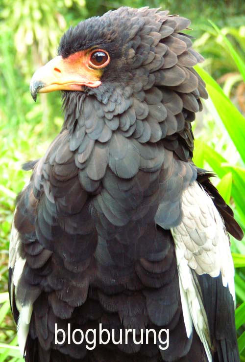 mitos BURUNG GARUDA  DYASAKA AIHANA