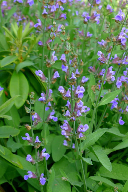 Common Sage in bloom