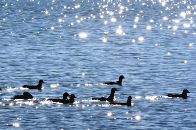 coots on Lake Gaston