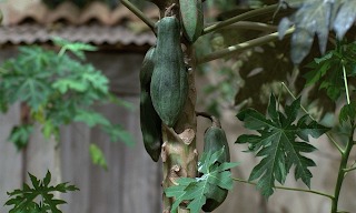 Yeşil Papaya