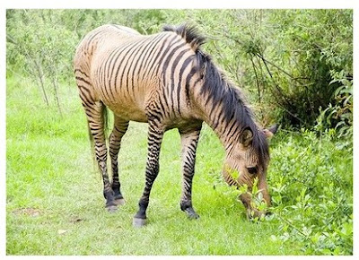 10大混血雜交動物